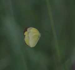 Eurema hecabe solifera