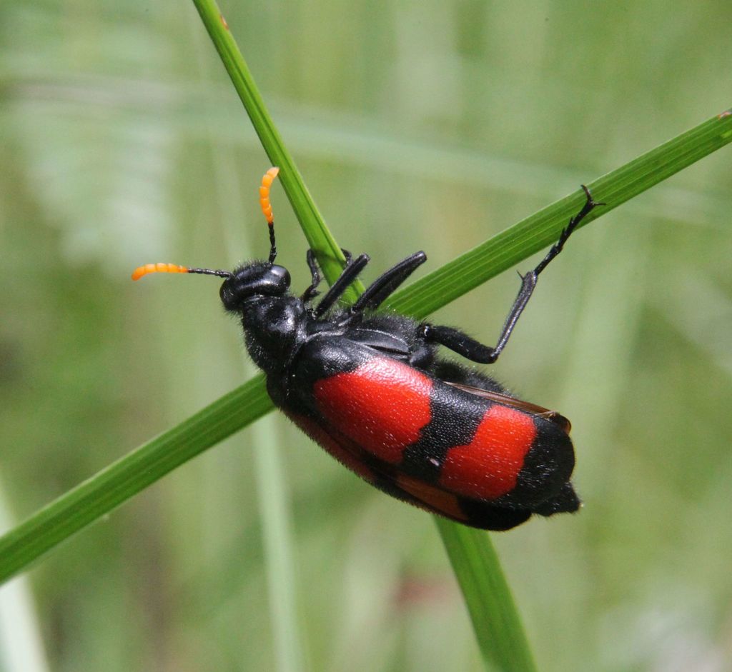 Red Blisterbeetle