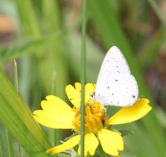 Eicochrysops hippocrates