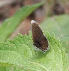 Eicochrysops hippocrates