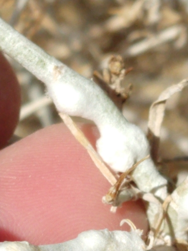 Rhopalomyia chrysothamni