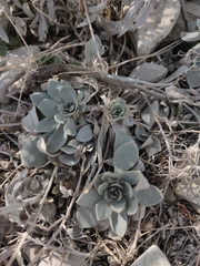 Physaria bellii