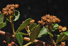 Ceanothus gloriosus exaltatus