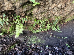 Asplenium vespertinum