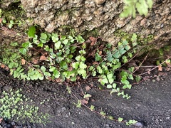 Asplenium vespertinum