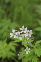 Geranium krylovii