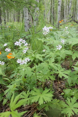 Geranium krylovii
