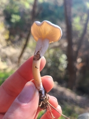Clitocybe dealbata