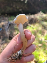 Clitocybe dealbata