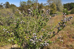 Ceanothus gloriosus exaltatus
