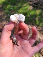 Clitocybe dealbata