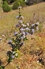 Ceanothus gloriosus exaltatus