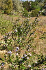 Ceanothus gloriosus exaltatus