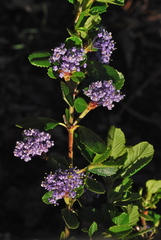 Ceanothus gloriosus exaltatus