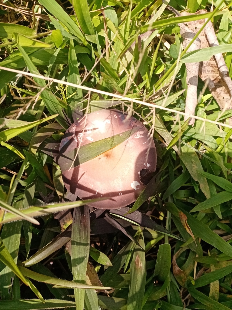 Psilocybe cubensis · February 2021 · photo: © mapuerta (iNaturalist, cc-by)