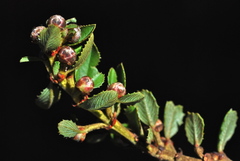 Ceanothus gloriosus exaltatus