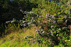 Ceanothus gloriosus exaltatus
