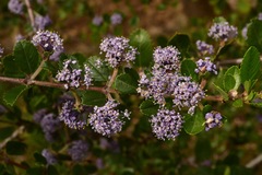 Ceanothus gloriosus exaltatus