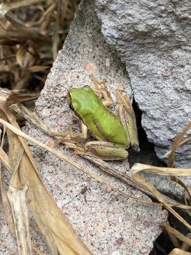 Southern Brown Tree Frog