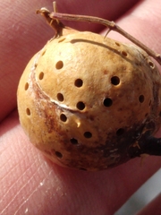 Diplolepis nodulosa