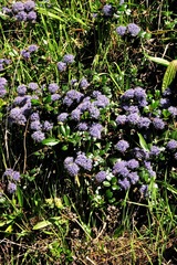 Ceanothus gloriosus gloriosus