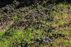 Ceanothus gloriosus gloriosus