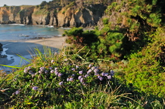 Ceanothus gloriosus gloriosus