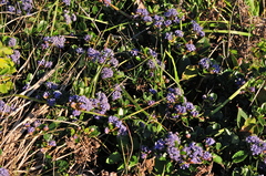 Ceanothus gloriosus gloriosus