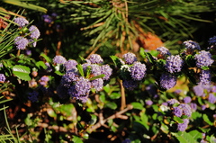 Ceanothus gloriosus gloriosus
