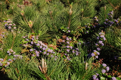 Ceanothus gloriosus gloriosus