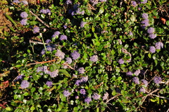 Ceanothus gloriosus gloriosus