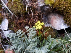 Lomatium serpentinum