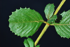 Ceanothus gloriosus gloriosus