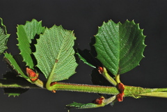 Ceanothus gloriosus gloriosus