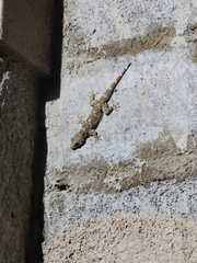 Hemidactylus raya