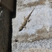 Deccan Half-toed Gecko - Photo (c) Ashwin Viswanathan, some rights reserved (CC BY), uploaded by Ashwin Viswanathan