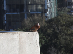 Streptopelia senegalensis