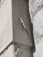 Hemidactylus raya