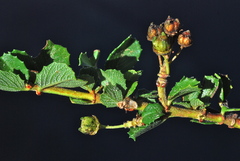 Ceanothus gloriosus gloriosus