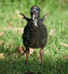Porphyrio melanotus