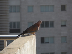 Streptopelia senegalensis