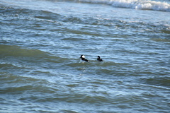 Bucephala albeola image