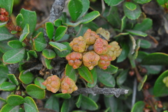 Ceanothus gloriosus gloriosus