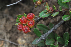 Ceanothus gloriosus gloriosus