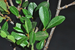 Ceanothus gloriosus gloriosus