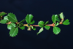 Ceanothus gloriosus gloriosus