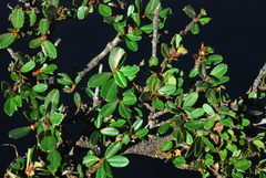 Ceanothus gloriosus gloriosus