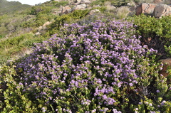 Ceanothus jepsonii jepsonii