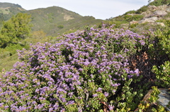 Ceanothus jepsonii jepsonii