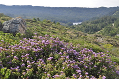 Ceanothus jepsonii jepsonii